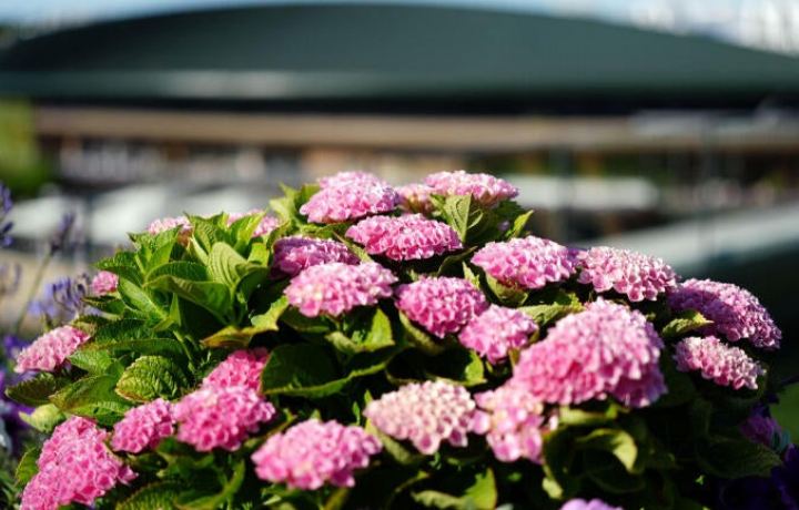 Sorteo de Wimbledon 2026: partidos completos y cuadro de tercera ronda masculino y femenino